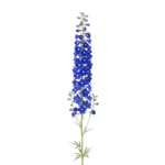 Blue Delphinium Larkspur Flower Stem Isolated on Transparent Background