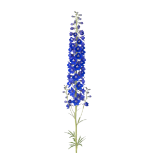 Blue Delphinium Larkspur Flower Stem Isolated on Transparent Background