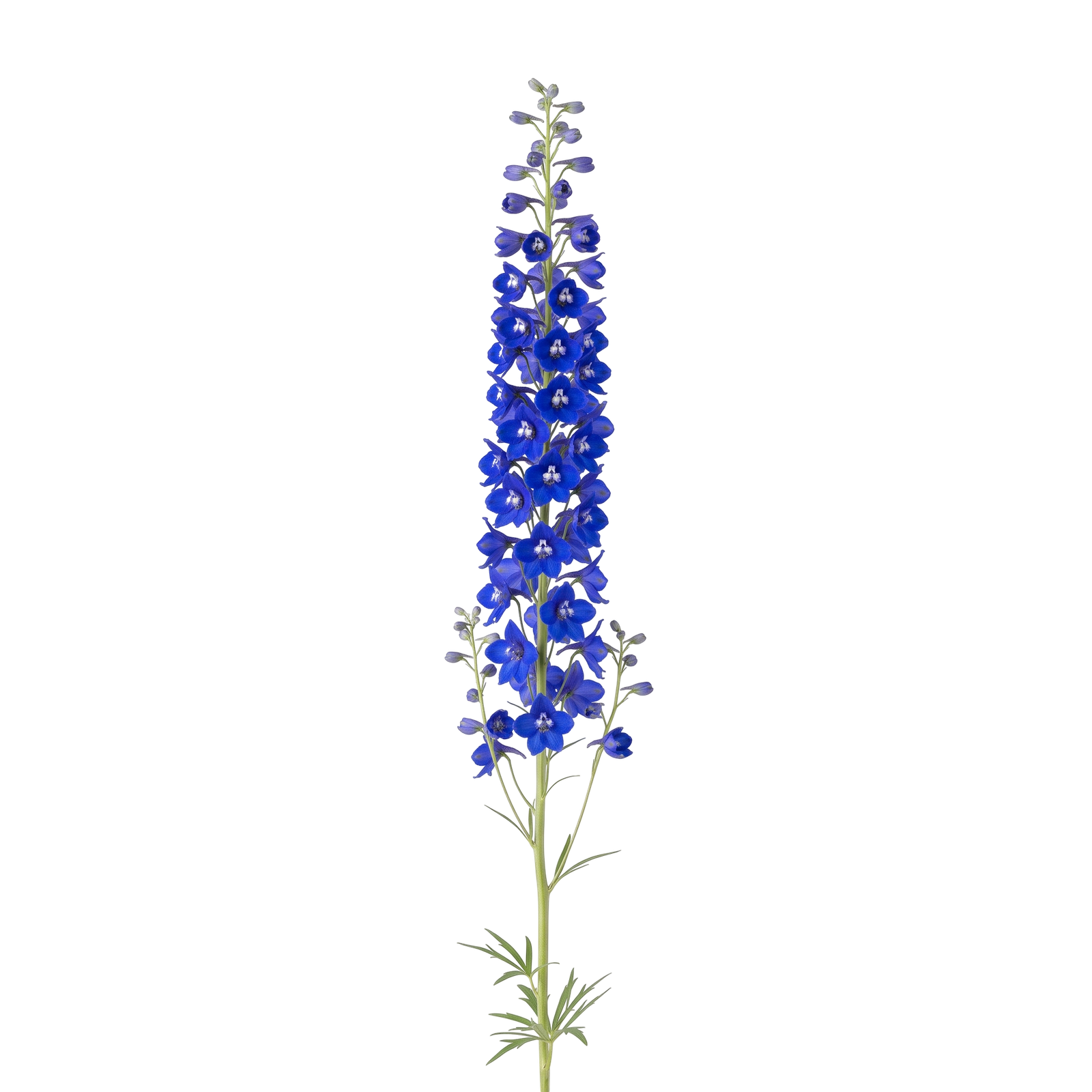 Blue Delphinium Larkspur Flower Stem Isolated on Transparent Background