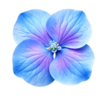 Blue Hydrangea Flower Blossom Head Top View Transparent Background