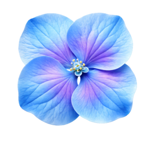 Blue Hydrangea Flower Blossom Head Top View Transparent Background