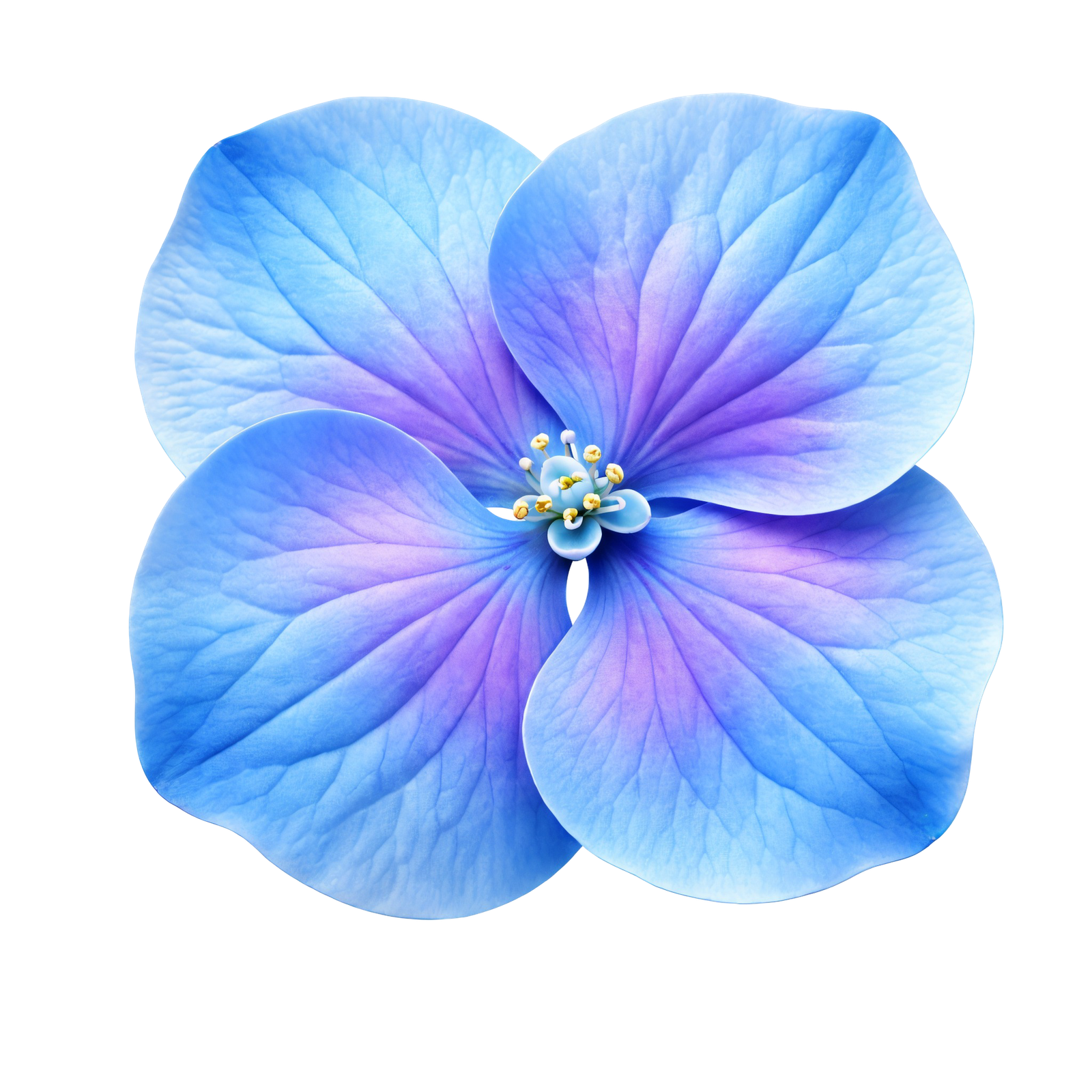 Blue Hydrangea Flower Blossom Head Top View Transparent Background