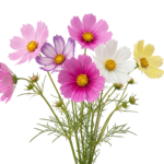 Colorful Cosmos Flowers Bouquet Fresh Blossom Transparent Background