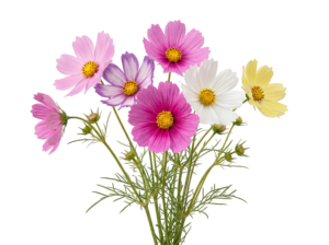 Colorful Cosmos Flowers Bouquet Fresh Blossom Transparent Background