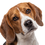 Cute Beagle Dog Head Looking Up Isolated
