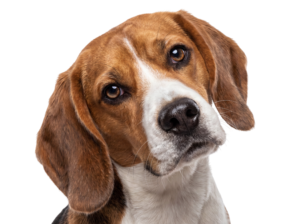 Cute Beagle Dog Head Looking Up Isolated