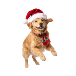 Cute Golden Retriever Puppy with Santa Hat Isolated