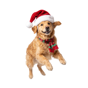 Cute Golden Retriever Puppy with Santa Hat Isolated