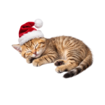 Cute Tabby Kitten Sleeping With Santa Hat Isolated