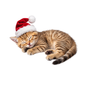 Cute Tabby Kitten Sleeping With Santa Hat Isolated