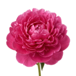 Deep Pink Peony Flower Bloom Isolated on Transparent Background