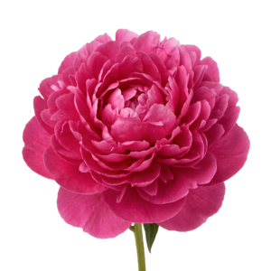 Deep Pink Peony Flower Bloom Isolated on Transparent Background