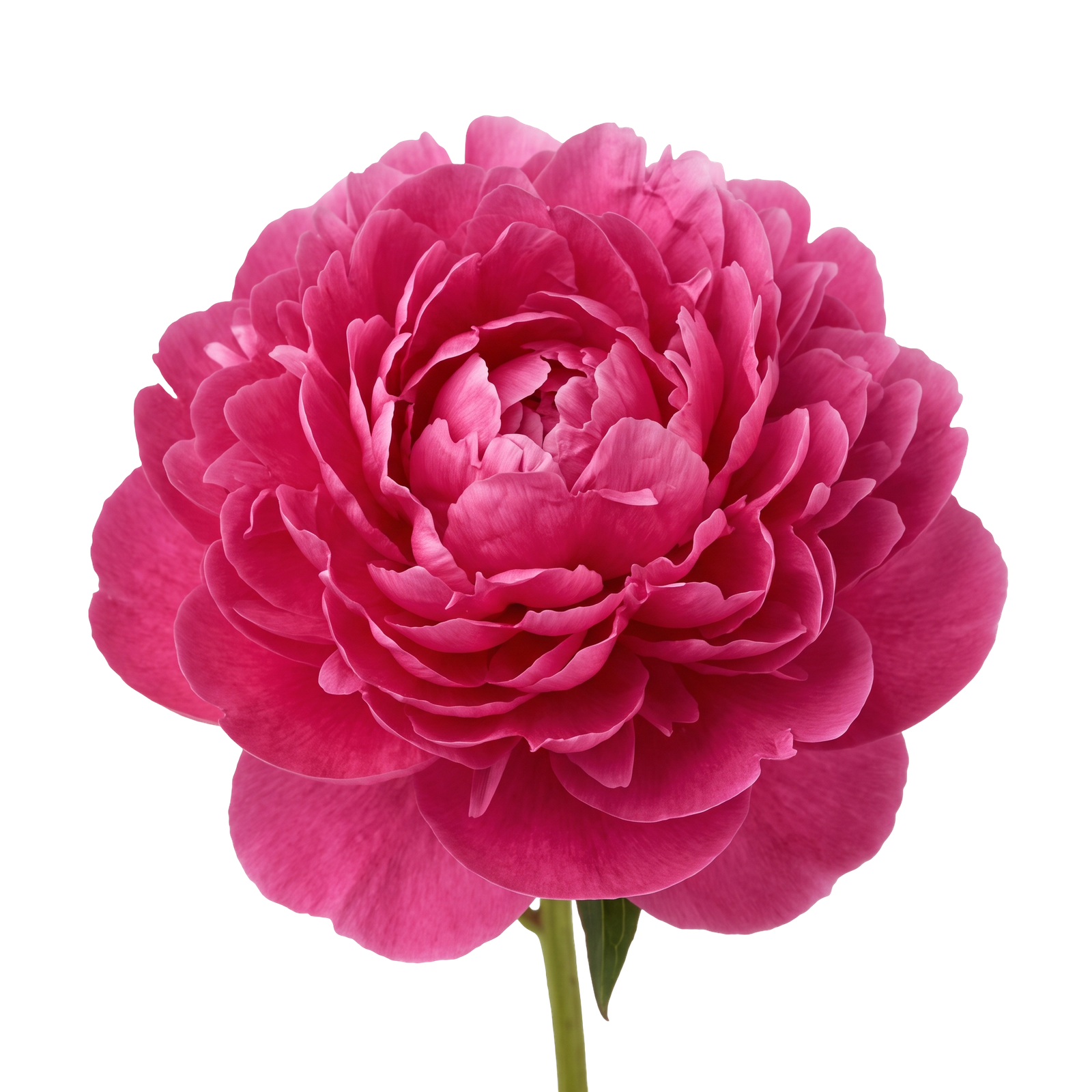 Deep Pink Peony Flower Bloom Isolated on Transparent Background