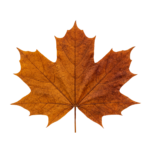 Dry Brown Maple Autumn Leaf Isolated