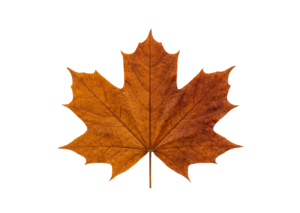 Dry Brown Maple Autumn Leaf Isolated