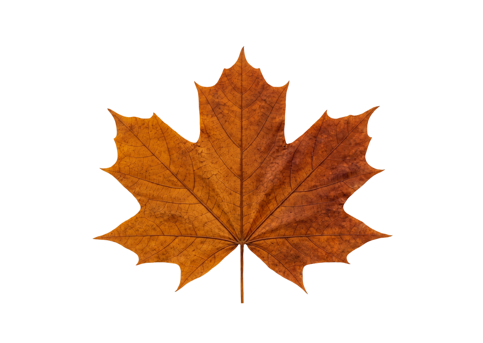 Dry Brown Maple Autumn Leaf Isolated