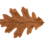 Dry Brown Oak Autumn Leaf Isolated