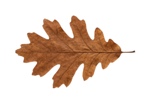 Dry Brown Oak Autumn Leaf Isolated