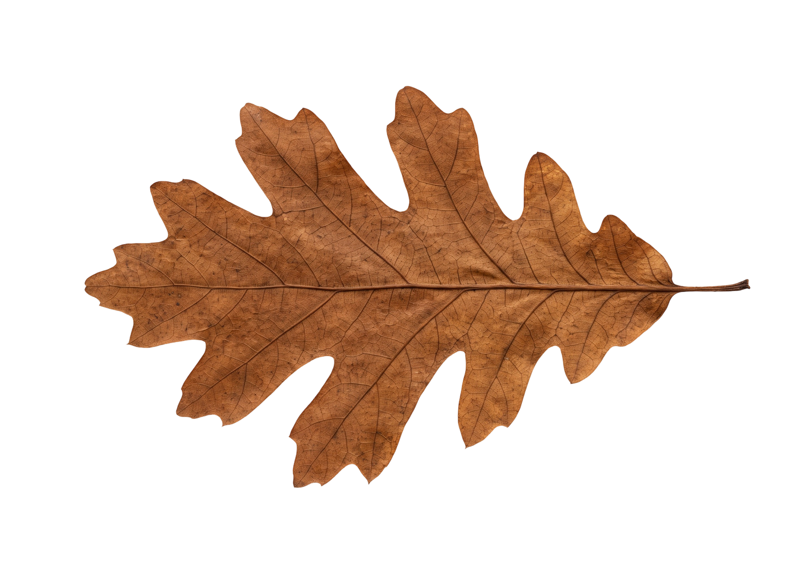 Dry Brown Oak Autumn Leaf Isolated