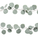 Eucalyptus Green Leaves Wreath Frame Transparent Background
