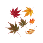 Falling Autumn Maple Leaves Isolated