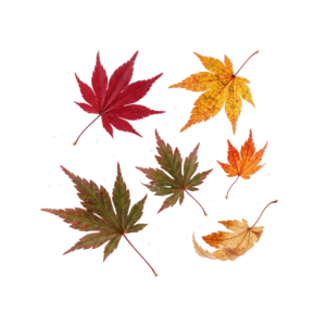 Falling Autumn Maple Leaves Isolated