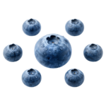 Fresh Blueberries Circle Composition