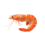 Fresh Cooked Shrimp Seafood Isolated on Transparent Background