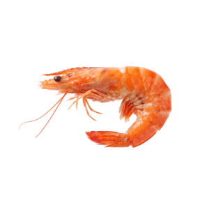 Fresh Cooked Shrimp Seafood Isolated on Transparent Background