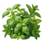 Fresh Green Basil Leaves Herb Bunch Transparent Background