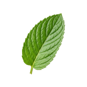 Fresh Green Mint Leaf Isolated