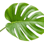 Fresh Green Monstera Deliciosa Leaf Isolated