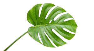 Fresh Green Monstera Deliciosa Leaf Isolated