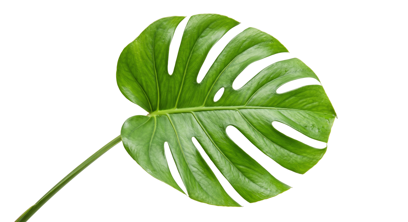 Fresh Green Monstera Deliciosa Leaf Isolated