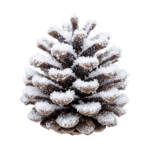 Frosted Pine Cone With Snow Christmas Isolated