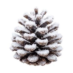 Frosted Pine Cone With Snow Christmas Isolated