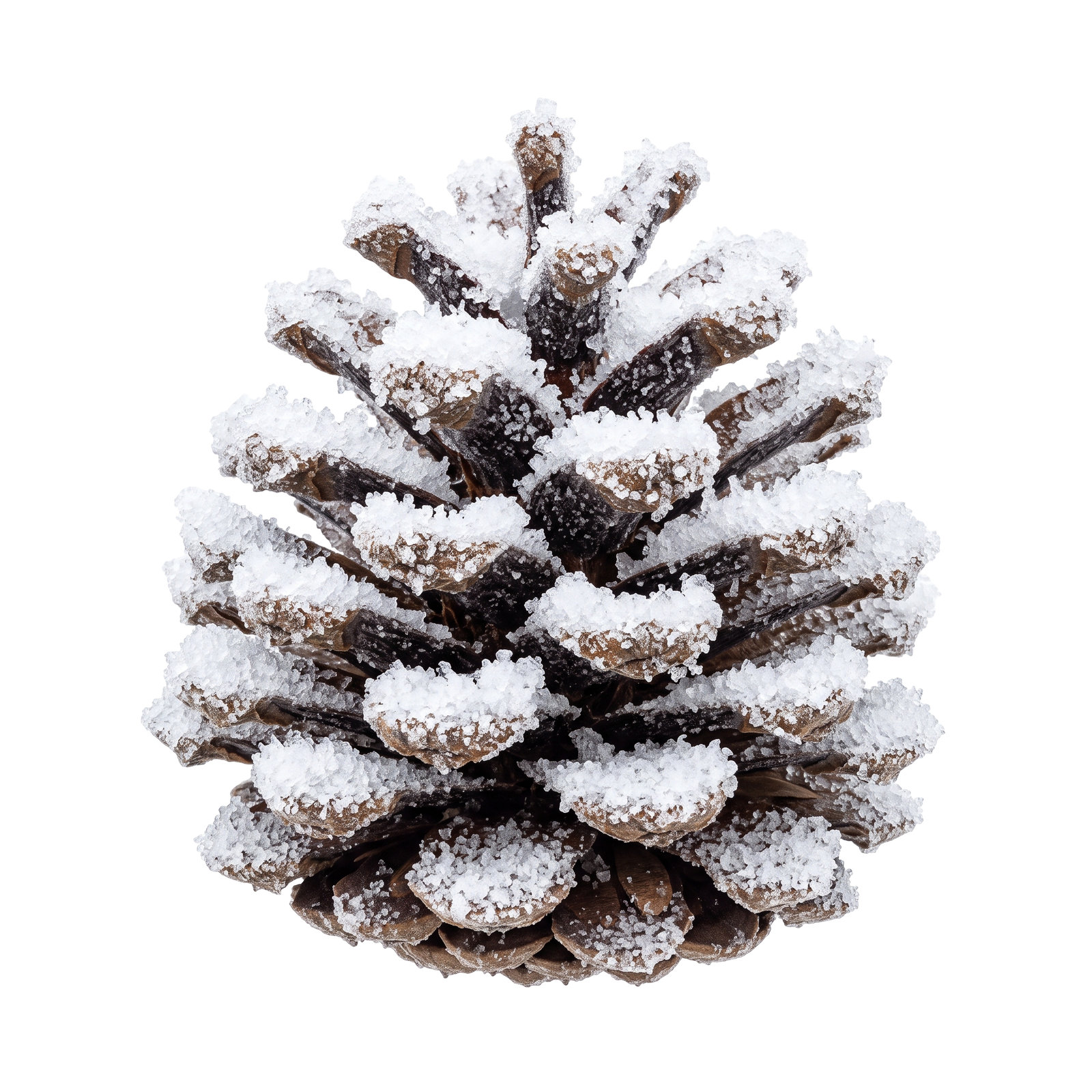 Frosted Pine Cone With Snow Christmas Isolated