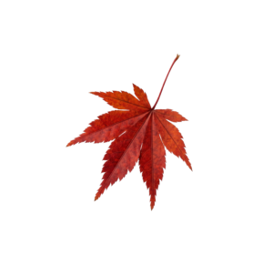 Vivid Red Maple Leaf – Autumn Fall Season Nature Isolated on White