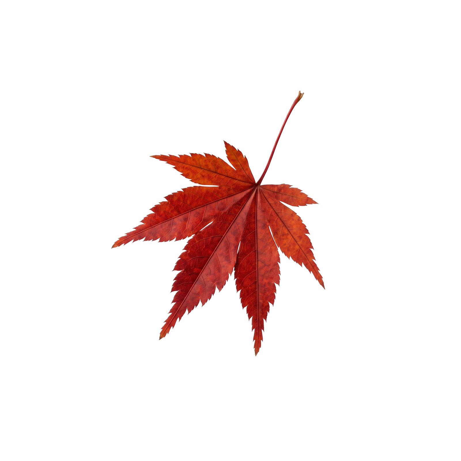 Vivid Red Maple Leaf – Autumn Fall Season Nature Isolated on White