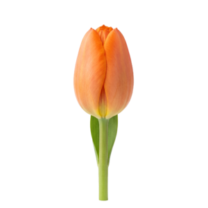 Vibrant Orange Tulip in Full Bloom