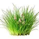 Green Grass Bush Clump with Wildflower Buds Transparent Background