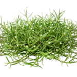 Green Grass Clump Bush Turf Plant Transparent Background