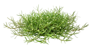 Green Grass Clump Bush Turf Plant Transparent Background