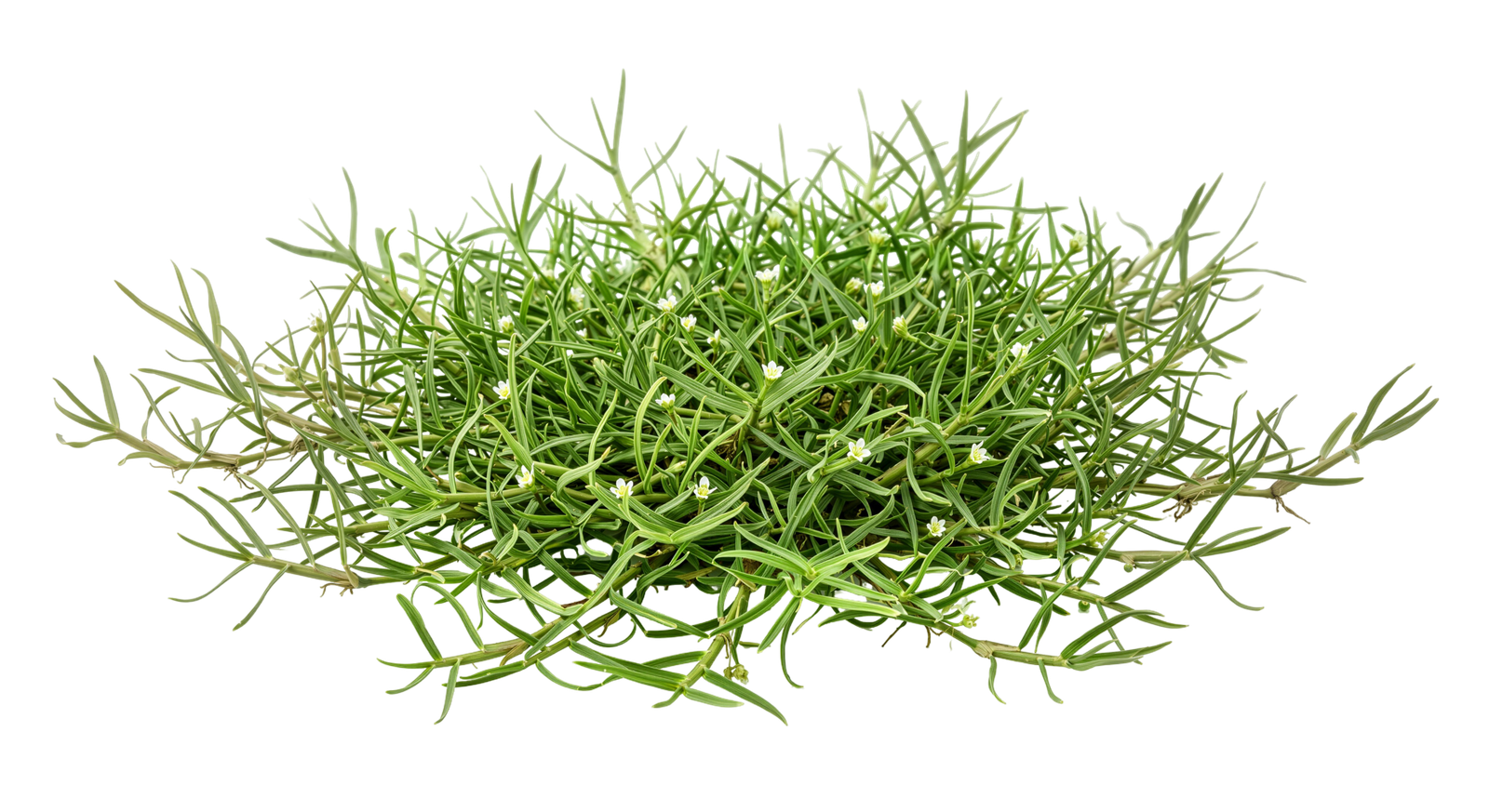Green Grass Clump Bush Turf Plant Transparent Background