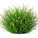 Green Grass Clump with Yellow Wildflowers Bush Transparent Background