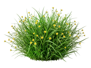 Green Grass Clump with Yellow Wildflowers Bush Transparent Background
