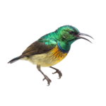 Green Hummingbird Bird Isolated