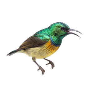 Green Hummingbird Bird Isolated