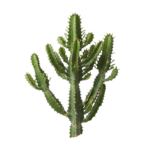 Green Potted Cactus Plant Isolated