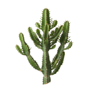 Green Potted Cactus Plant Isolated